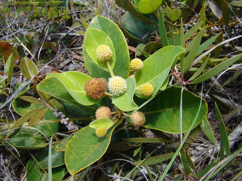 Codia, JMunzinger4769--New Caledonia. Col d'Amoss. 14 Nov 07. 123.jpg