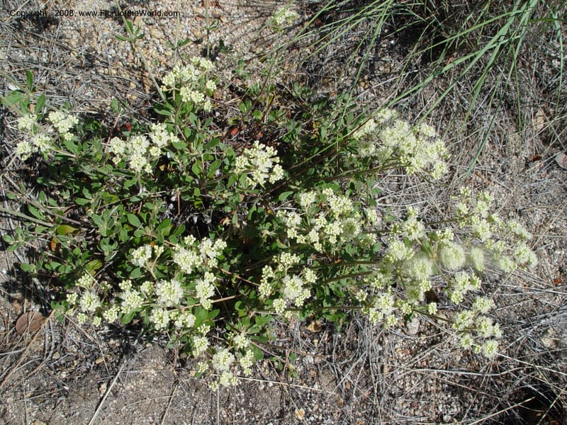 Eriogonum heracleoides--ID. Idaho Co. Salmon R. Polly Bemis Ranch. 9 May 04. 136.jpg