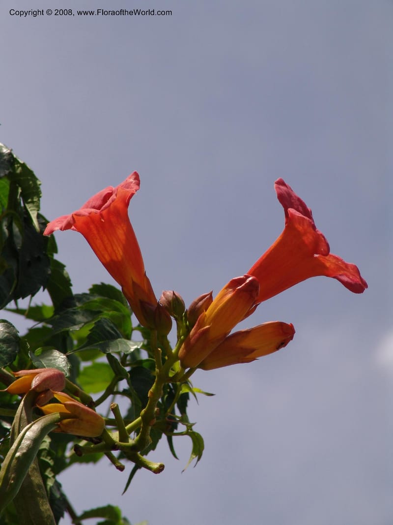 Campsis radicans--TX. Johnson Wildflower Center. 13 Jun  04. 003.jpg