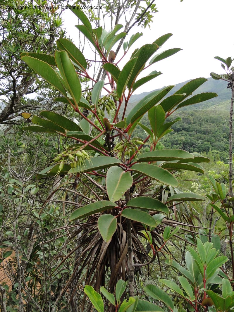 Cunonia macrophylla, not coll.--New Caledonia. Mont Koghis. 18 Jan 2010. 531 (8).JPG