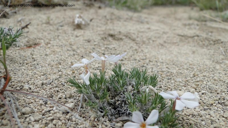 Phlox hoodii, C. Davidson 11744--Idaho.Owyhee Co. Mud Flat Rd. 22 April 2010 107 (116).jpg