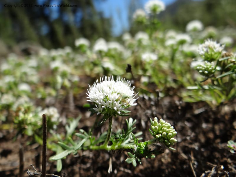 Valeriana, WDS 34165--Chile. P.N. Sieta Tazas. 21 Feb 2013. DSC02254 (52).JPG