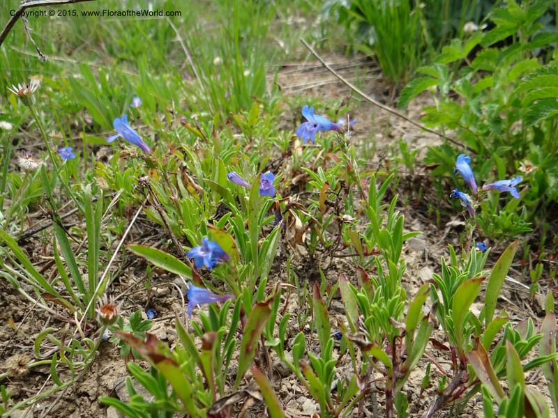 Penstemon leonardii, Mansfield, D 12-644--ID. Bear Lake Co. Mt. Sherman. 13 Jul 2012. DSC03601 (102).JPG