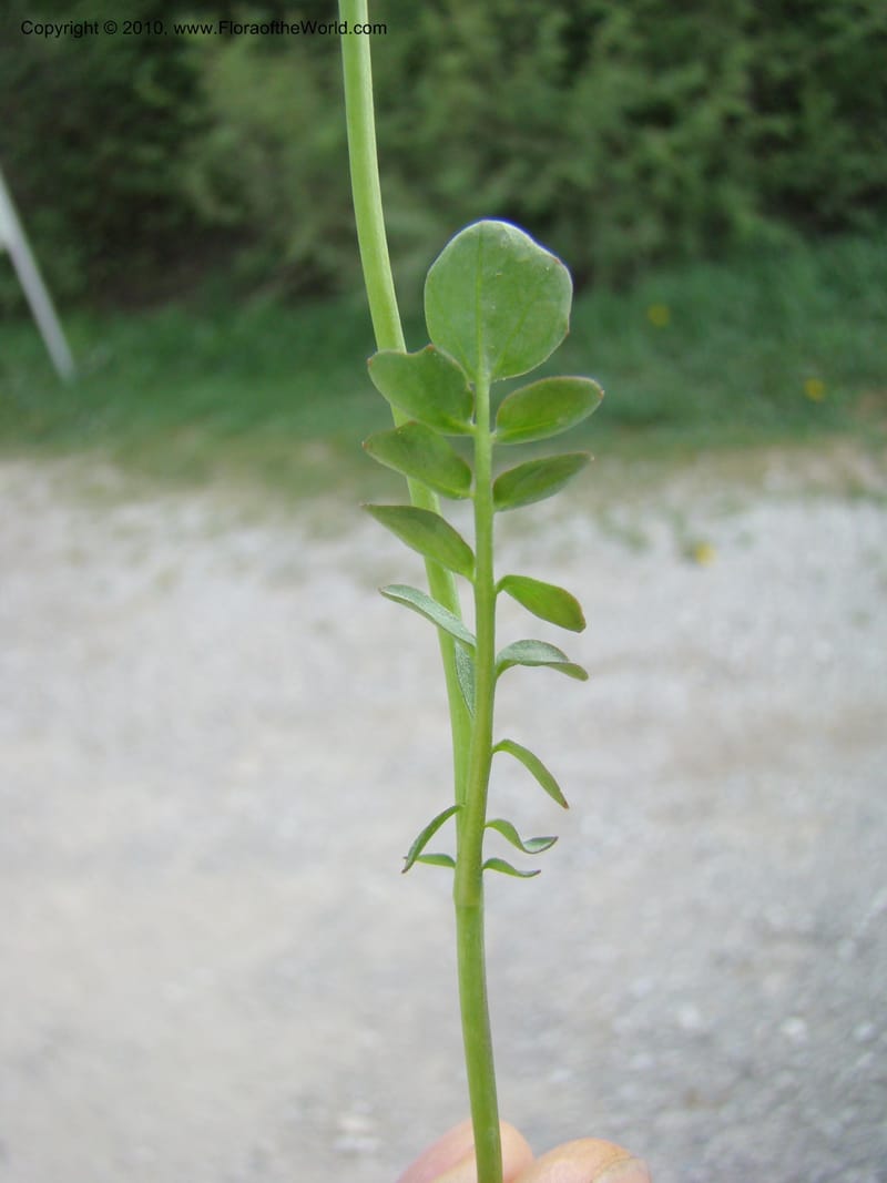 Rorippa, C. Davidson 11200--Slovenia, Notranjska Region, Meadow near Planina at Unica River, 16 May 2008018 (16).jpg