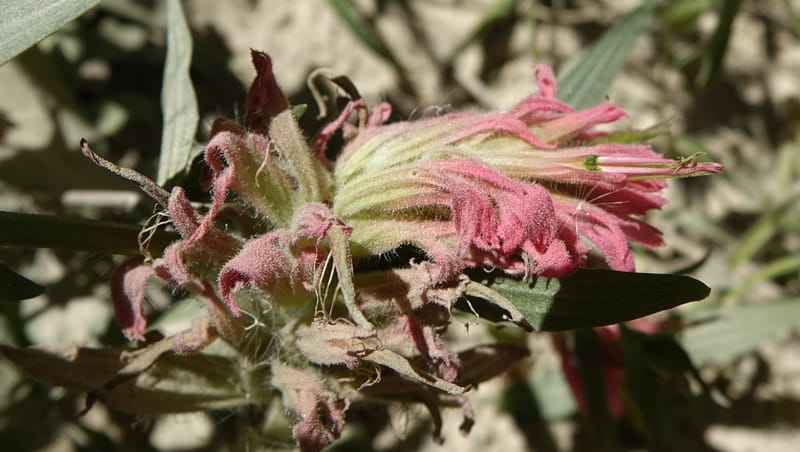 Castilleja miniata, C. Davidson 13730--ID. Boise Co. Robie Creek Rd. 21 July 2017. DSC03548 (54).JPG