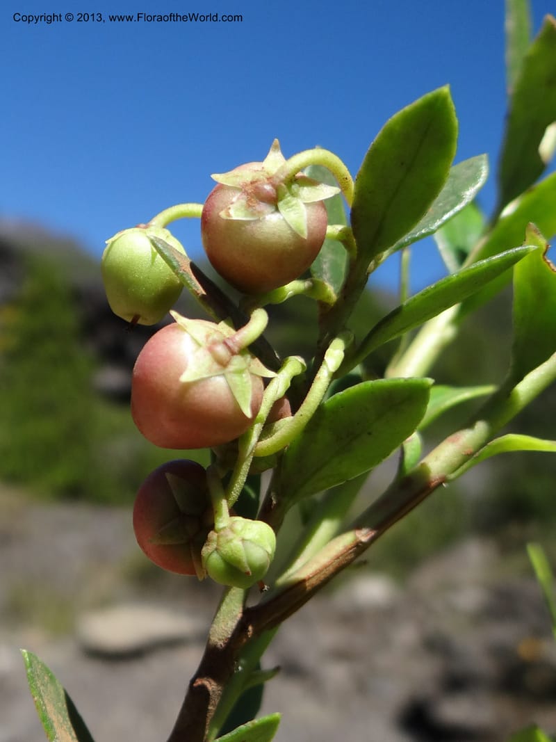 Gaultheria mucronata, WDS 34122--Chile. P.N. Laguna del Laja. 18 Feb 2013. DSC01736 (28).JPG