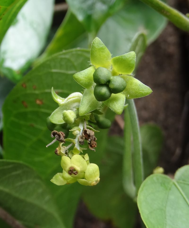 Megistostigma cordata, Davidson, C 12936--Sabah. Ruyu Oil Palm Pl. 29 Mar 2015. DSC01510 (4).JPG