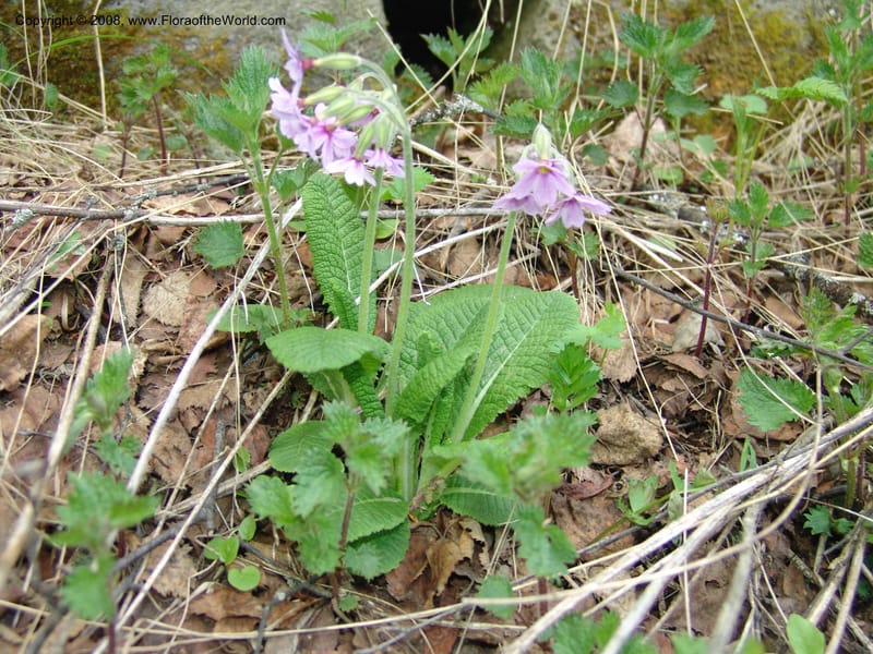 Primula amoena--Georgia. Kazbeki . Trail-road to Sameba Church. 2 Jun 05. 235.jpg
