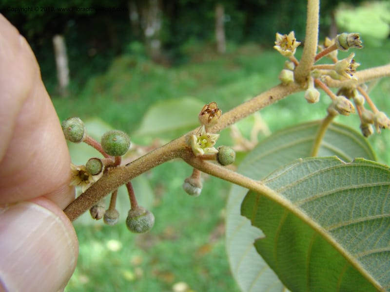 Rhamnus sharpii, B. Hammel 24579--Costa Rica. Hered. Volcan Barva. 9 Apr 08. 229 (4).jpg