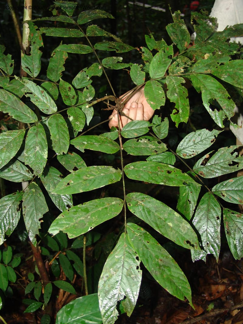 Cnestis ferruginea, MLeal1064--Gabon. Prov. Estuaire. Monts de Cristal. 13 Apr 06. 152.jpg