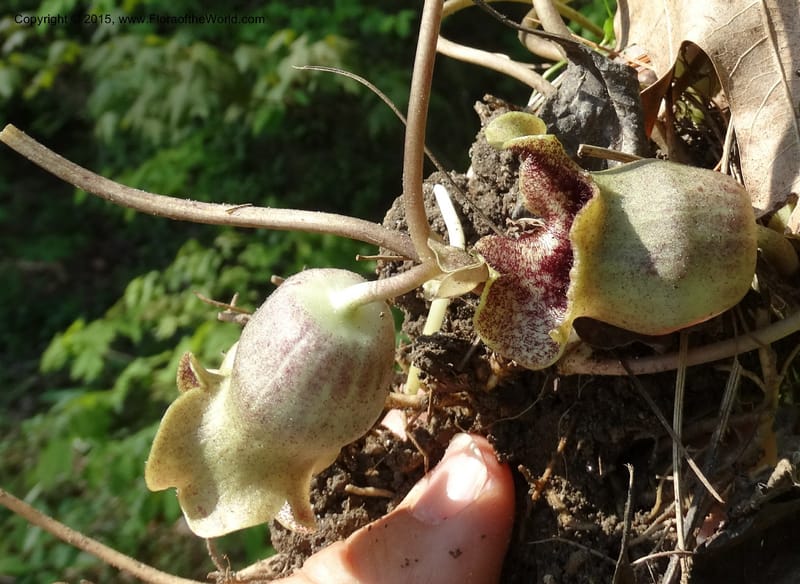 Asarum shuttleworthii, Davidson, C 12948--North Carolina. Trans. Co. W Cradle of For. 11 May 2015. DSC03837 (19).JPG