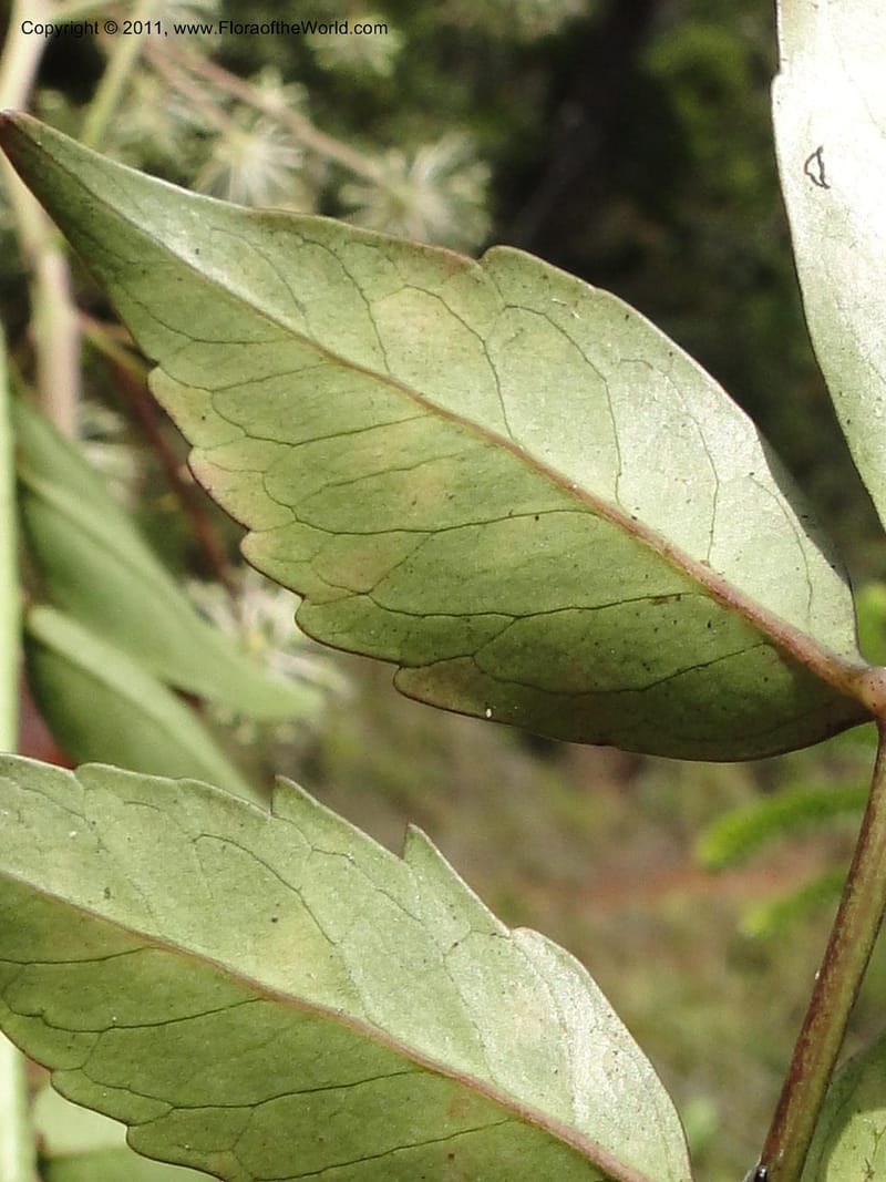 Myodocarpus fraxinifolius, (Lowry, P. P 7180)--New Caledonia. Mont Dore. 20 Jan 2010. 1842 (23).JPG