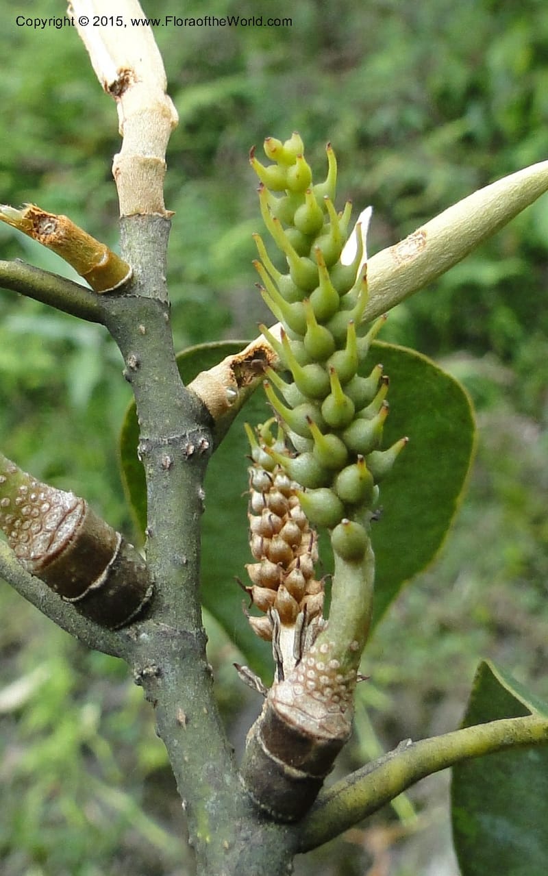 Michelia, Regalado 1803--Viet Nam. Trail to Siu Chai Commune. 5 May 2011. 211 (2).jpg