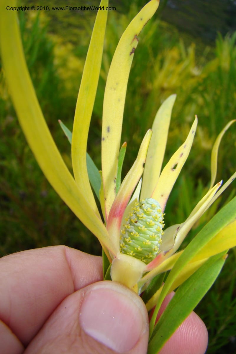Leucadendron eucalyptifolium, C. Davidson 11495--South Africa. W. Cape. Korente River. 22 Aug 09. 344 (95).jpg