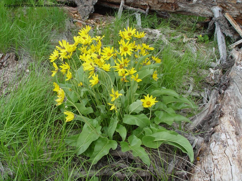 Balsamorhiza sagittata--ID. Valley Co. Ponderosa St. Park. 5 Jun 04. 0.jpg