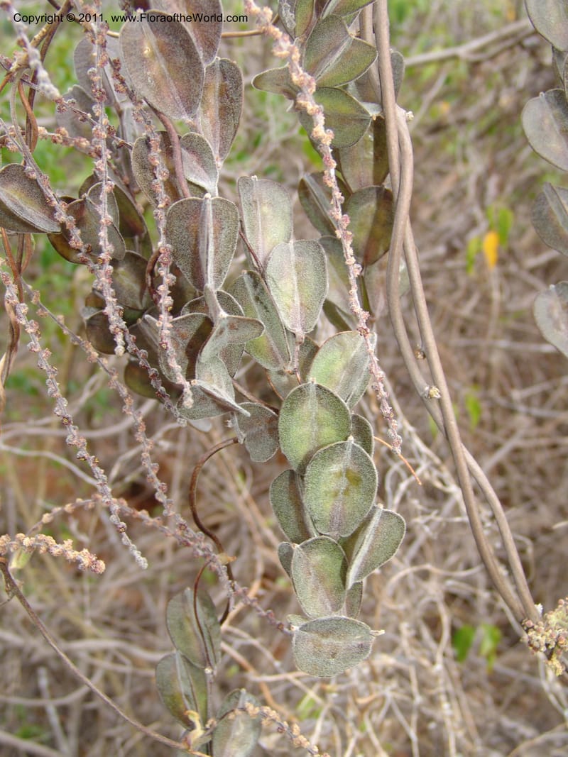 Dioscorea, ZRogers1149--Madag. Prov. Antsir. Sahafary, Analankary. 8 Nov 06. 545.jpg