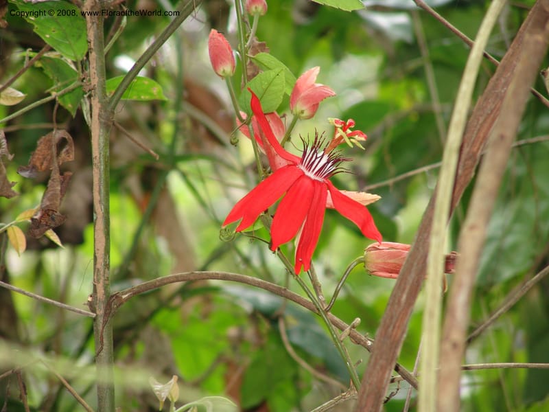 Passiflora coccinea, AAraujoM3117--Bolivia. Pq. Nal. Madidi. Rio Yariapo, 4 km E of Chalalan. 25 Sep 06. 268.jpg