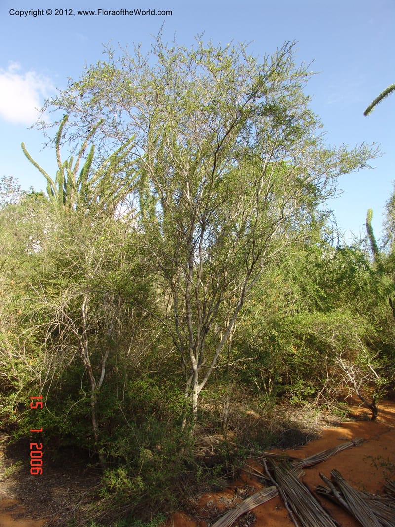 Strychnos madagascariensis, Rogers, Z 8870-Madagascar, 15 Jan 2006 136 (1).jpg