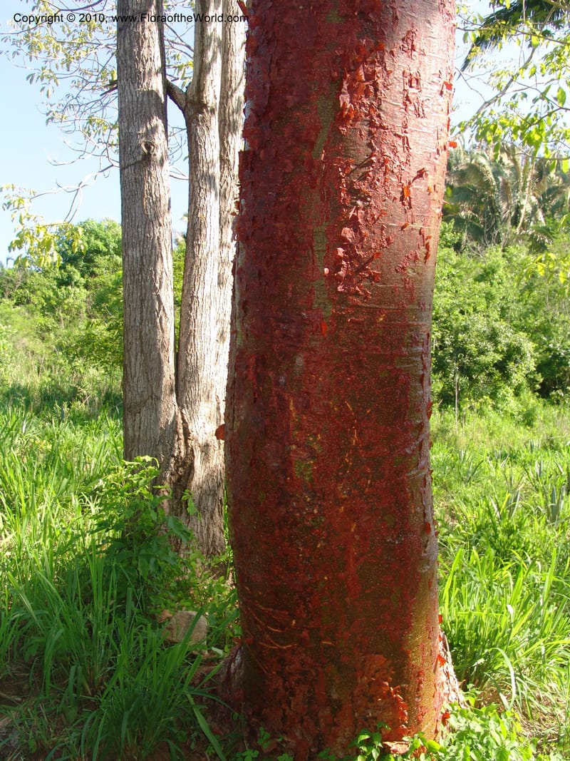 Bursera arborea--Jalisco. Adj. to El Tamarindo, near La Manzanilla. 1 Aug 2007. 017.jpg