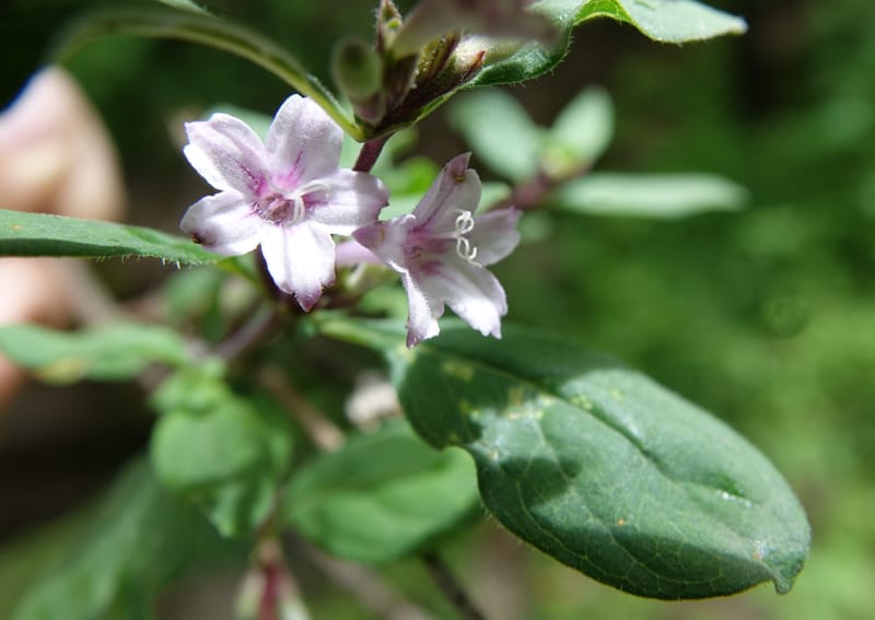 Leptodermis pilosa var. pilosa, C. Davidson 13764--China. Sichuan. Yibailingba-gou. 12 Aug 2017. DSC04660 (270).JPG