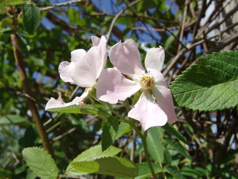 Rosa setigera--TX. Johnson Wildflower Center. 13 Jun 04. 563.jpg