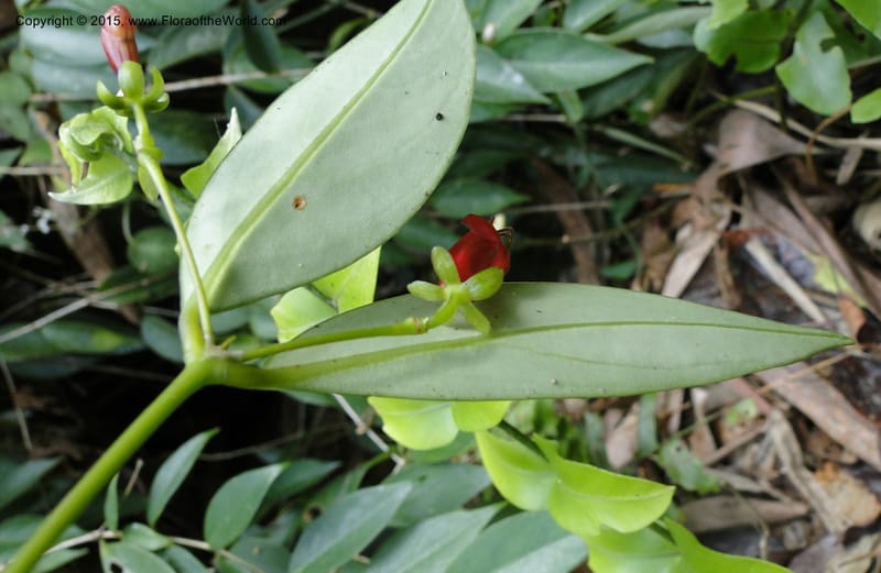 Aeschynanthus, Regalado 1870--Viet Nam. Thac Kazan waterfall. 10 May 2011. 266 (8).jpg