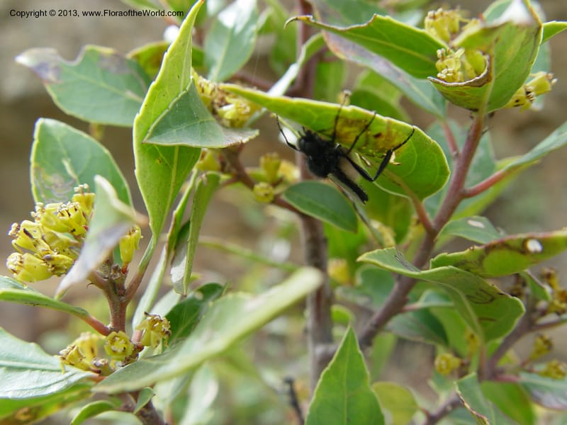 Rhamnus alaternus--Spain. Gran.Prov. 4 km S Jct. Albondon-Albunol, C333. 1 (52).jpg