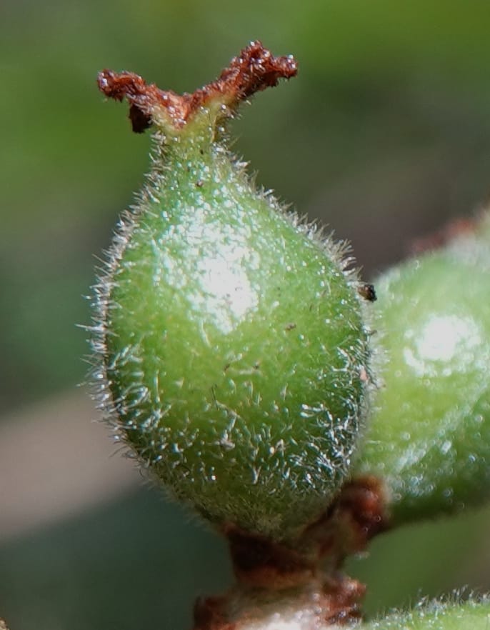 Aporosa dioica, D. Boufford 44137--China. Yunnan. Pu Wen to Da Du Gang on G213. 4 May 2018. DSC01724 (183).JPG
