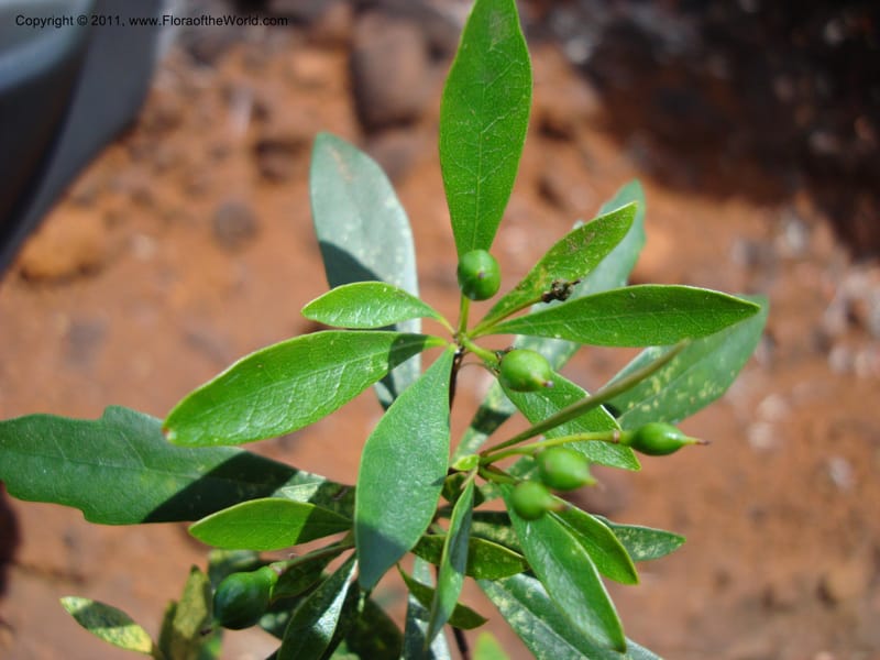 Pittosporum dzumacense, Gemmill, C 618--New Caledonia, ProvN, Plateau de Poro, 16 Nov 2007 014 (22).jpg