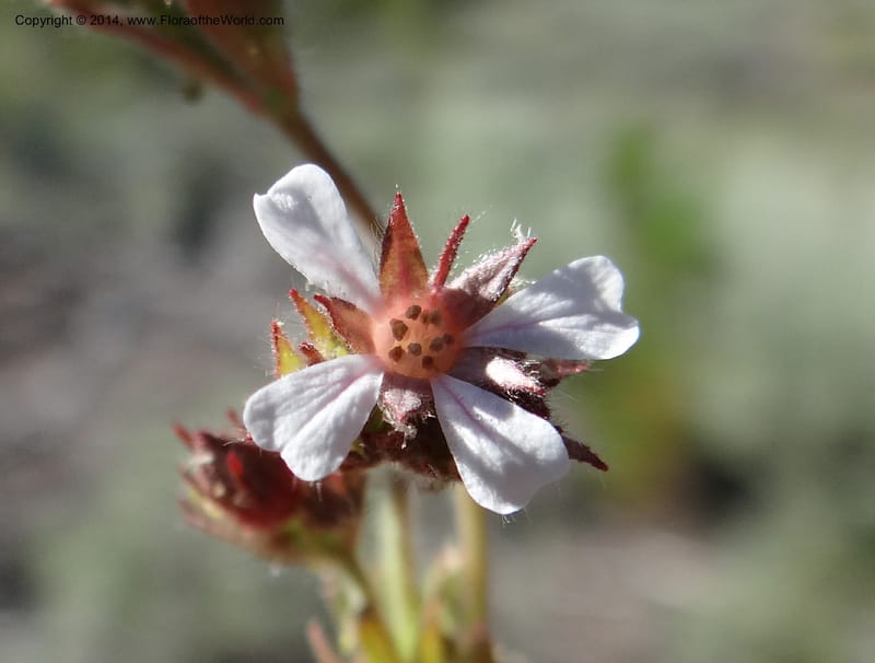 Horkelia fusca var. parviflora, Davidson, C 12198--ID. Custer Co. 1.6 mi from Hwy 75 on Redfish Lake Rd. 13 Jul 2013. DSC06785 (62).JPG