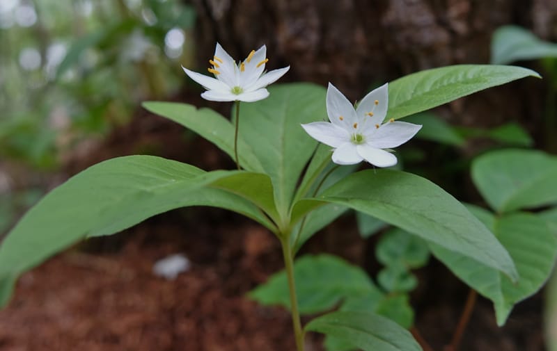 Trientalis europaea--Japan. Niigata. Sasagamine. Yu Memidaira. Forest Therapy Trail. 28 May 2016. DSC04970 (242).JPG