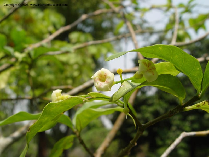 Tabernanthe iboga--Cameroon. Limbe Botanic Garden. 4 Dec 03. 177.jpg