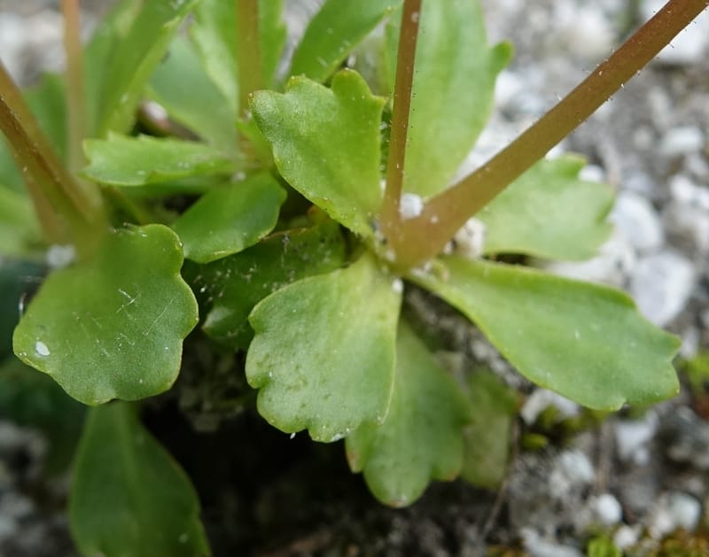 Saxifraga stellaris, Davidson, C 13213--Switzerland. Chuenxentennlen. Grimsel Pass rd. 30 Jun 2016. DSC06756 (7).JPG