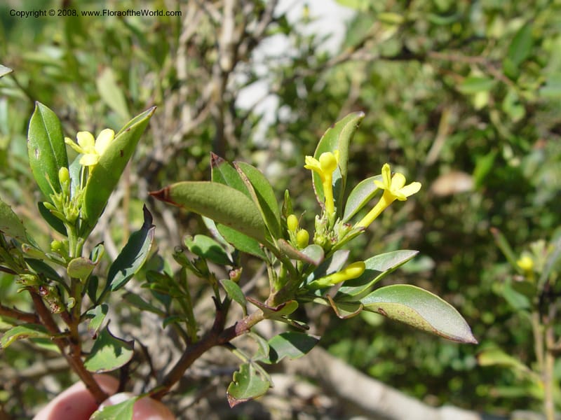 Jasminum odoratissimum, 2000.0079-- Spain. Barcelona Botanic Garden. 19 Apr 04. 217.jpg