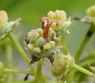 Acer davidii, D. Boufford 44097--China. Yunnan. Ci Wu Duan Rd. Stop 2. 29 Apr 2018. DSC00344 (126).JPG