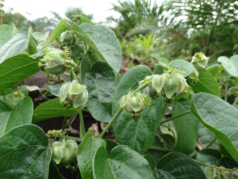 Megistostigma cordata, Davidson, C 12936--Sabah. Ruyu Oil Palm Pl. 29 Mar 2015. DSC01510 (15).JPG