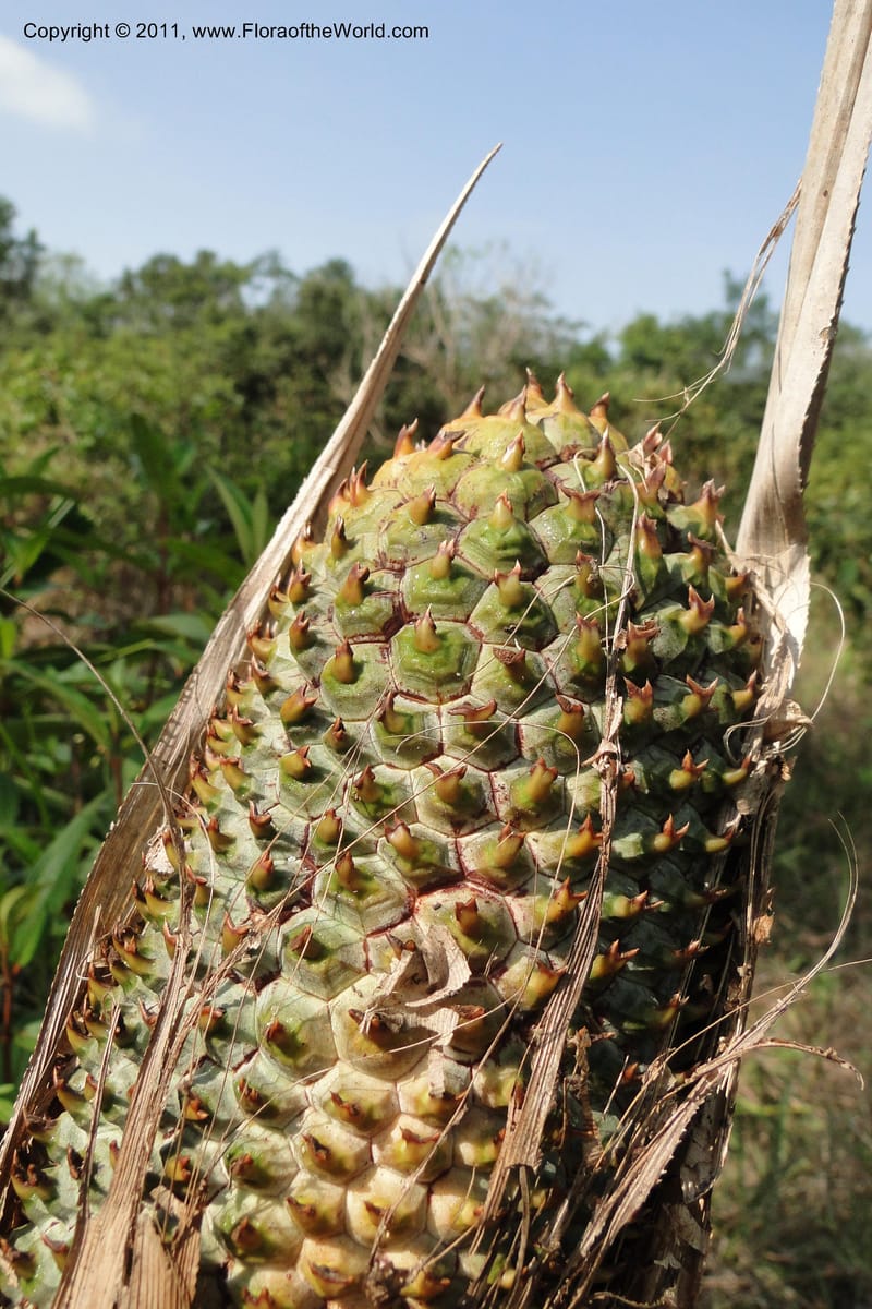 Pandanus urophyllus, Regalado 1955--Viet Nam. Forest Block 19. 15 May 2011. 019 (7).jpg