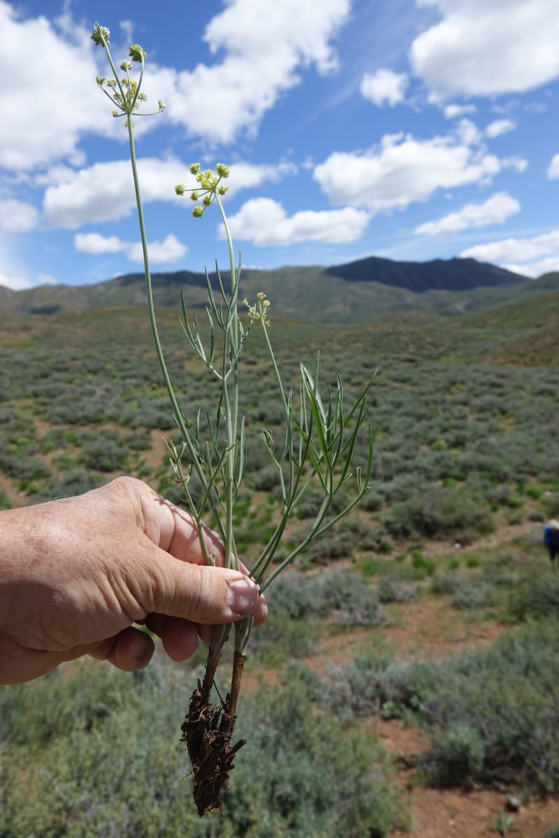 Lomatium simplex, C. Davidson 13563--ID. Blaine Co. Rock Creek Preserve. TNC. 14 May 2017. DSC00477 (99).JPG