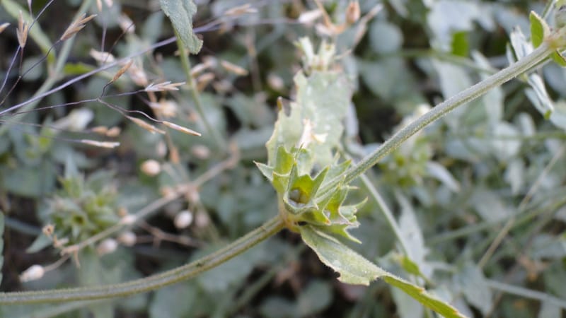 Stachys ballotiformis, A. G. Miller 132.11--Iraq. Kurdistan. Shakh-i Pira Magun. Gueza Khan. 11 June 2010. 089 (17).jpg