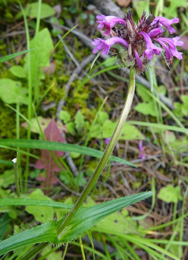 Acanthocalyx delavayi, C. Davidson 13737--China. Yunnan. Zhongdian Xian. 9 Aug 2017. DSC03874 (331).JPG