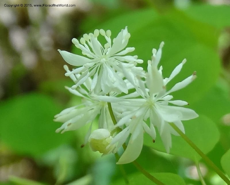 Thalictrum clavatum, Davidson, C 12989--North Carolina. Clay Co. Perry Gap Rd, Barnard's Cr. 13 May 2015. DSC04860 (287).JPG