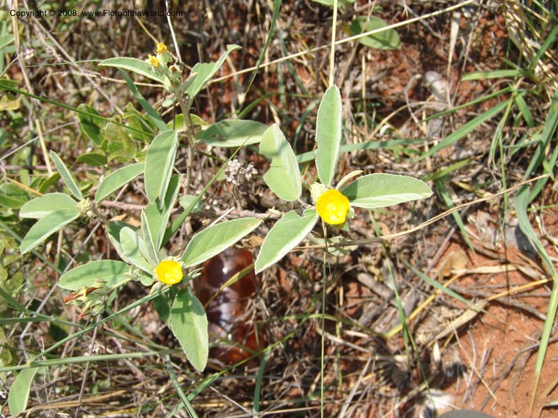 Melhania acuminata--So.Africa. Mpumal. twd Rietfontein. 16 Mch 05. 431.jpg