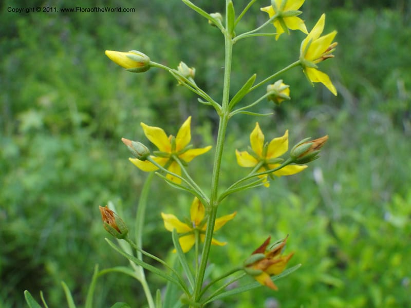 Lysimachia loomisii, Mori, S 27420, USA, North Carolina, Jones County, 10.5 miles from junction with Hwy 58, E of Maysville, 23 May 2010 (6).JPG