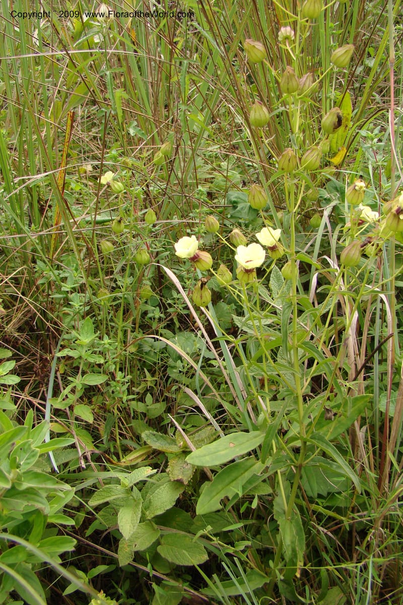Melasma scabrum, Z. Rogers 1349--South Africa. Weza Rd. Forest Side. 26 Jan 09. 003.jpg