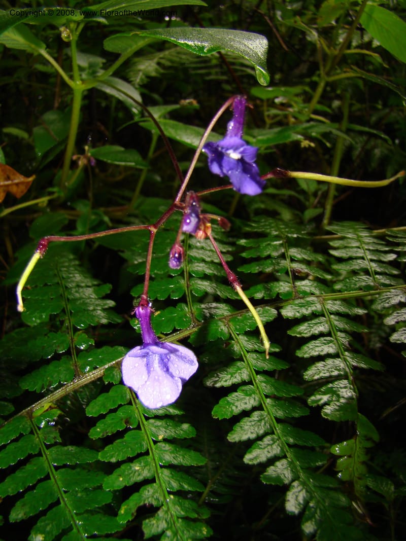 Streptocarpus buchananii, RGereau7015--Tanz. Mbeya Rural Distr. Ngozi Crater. 26 Jan 08. 135.jpg