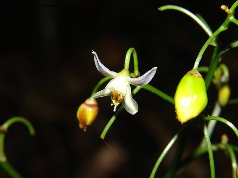 Dianella ensifolia, ROR1594--Madag. Parc Nat. Montagne d'Ambre. 11 Nov 06. 418.jpg
