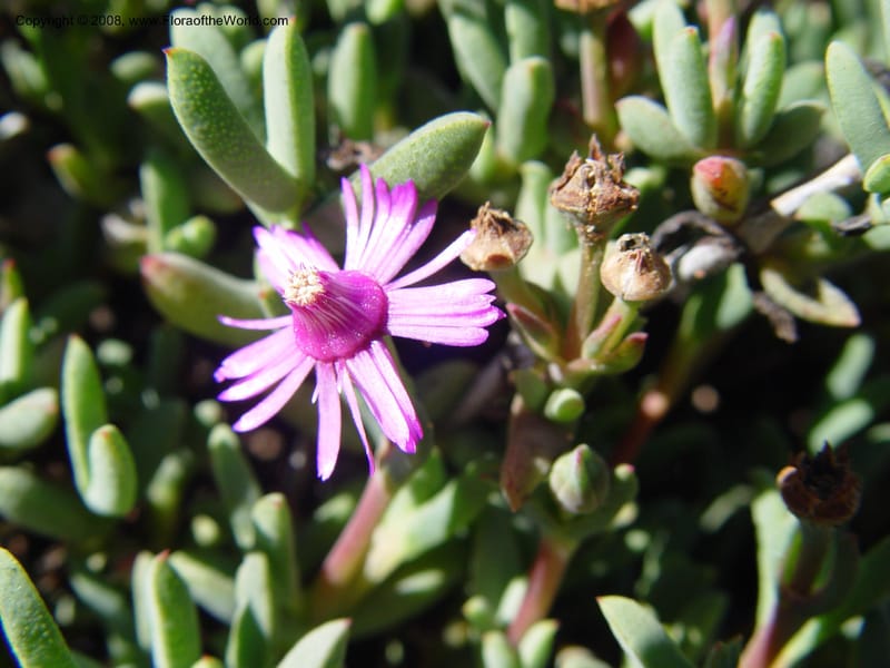 Ruschia caroli, 95.0431--CA. UC Berkeley Bot. Gard. 10 Feb 04. 005.jpg