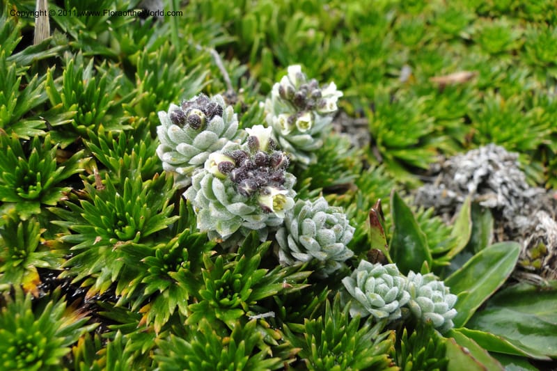 Draba, Ulloa 2022--Ecuador. Napo. Volcan Antesana. 2 Jun 2011. 206 (1).jpg