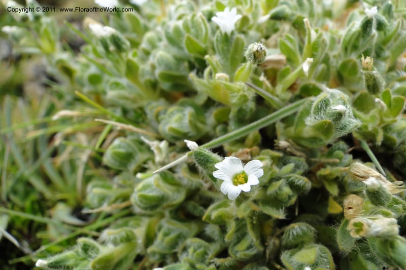 Cerastium, Ulloa 2014--Ecuador. Napo. Volcan Antesana. 2 Jun 2011. 162 (1).jpg