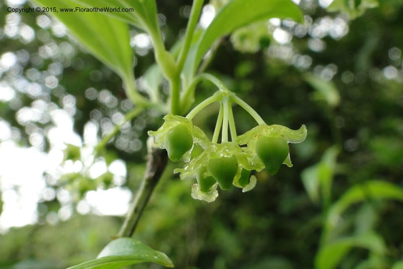 Heterosmilax, Regalado 1772--Viet Nam. Ban Khoang Commune. 4 May 2011. 080 (3).jpg